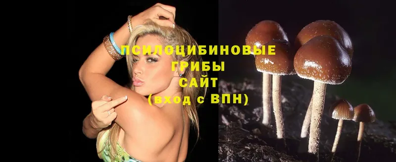 Псилоцибиновые грибы Psilocybine cubensis  Белебей 